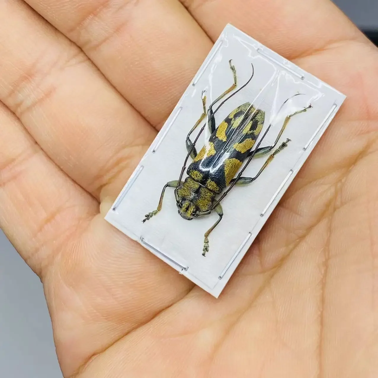 Tmesisternus ochraceosignatusz specimens of Phaedimus lumawigi true insect beetle collection home accessories home decor