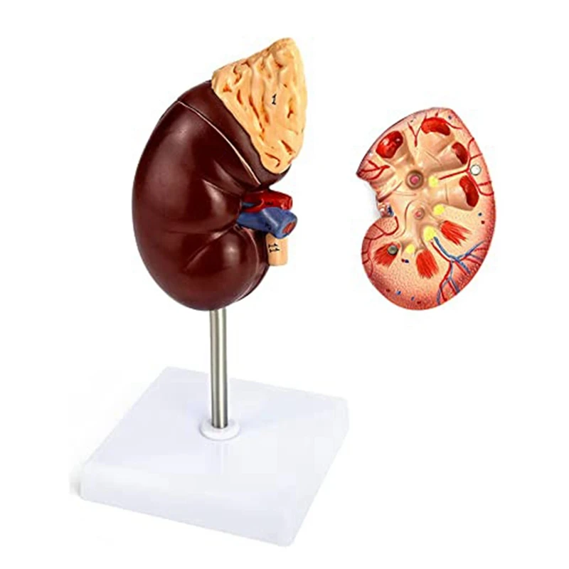 Kidney Model PVC Kidney Model 2 Parts Showing Internal Structure A Kidney Human Anatomy Replica For Doctors Educational Tool