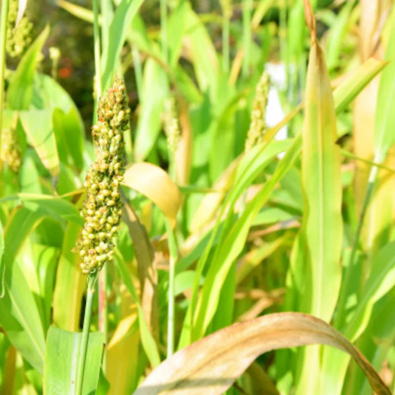 MJX 1/12 H12Y H12Y+ Armatura per telaio in acciaio inossidabile per auto RC - Precisione CNC, protezione antigraffio, installazione semplice