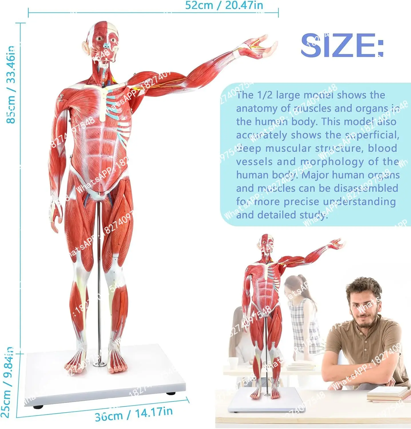 Human Muscle Organ Model 27 Parts 85cm Muscular Figure Internal Organ Human Muscular Anatomy Medical Educational Train Tools