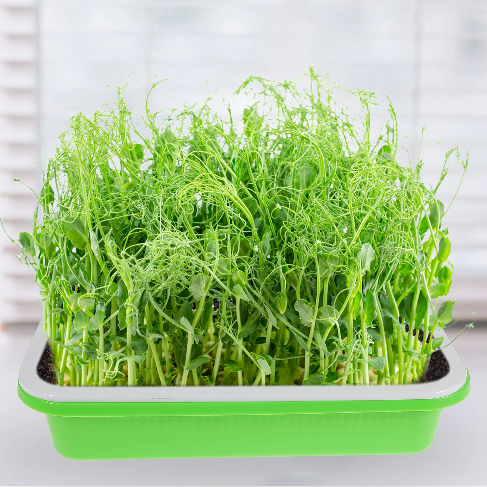 

2 set Sprouter Tray 2 Sets Soil-Free Wheatgrass Grower With Lid Fast Germination Starter Kit Durable Sprout Trays Garden