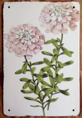 Vintage Candytuft Bunch Flowers Retro Style Metal Sign Garden Kitchen Floral She