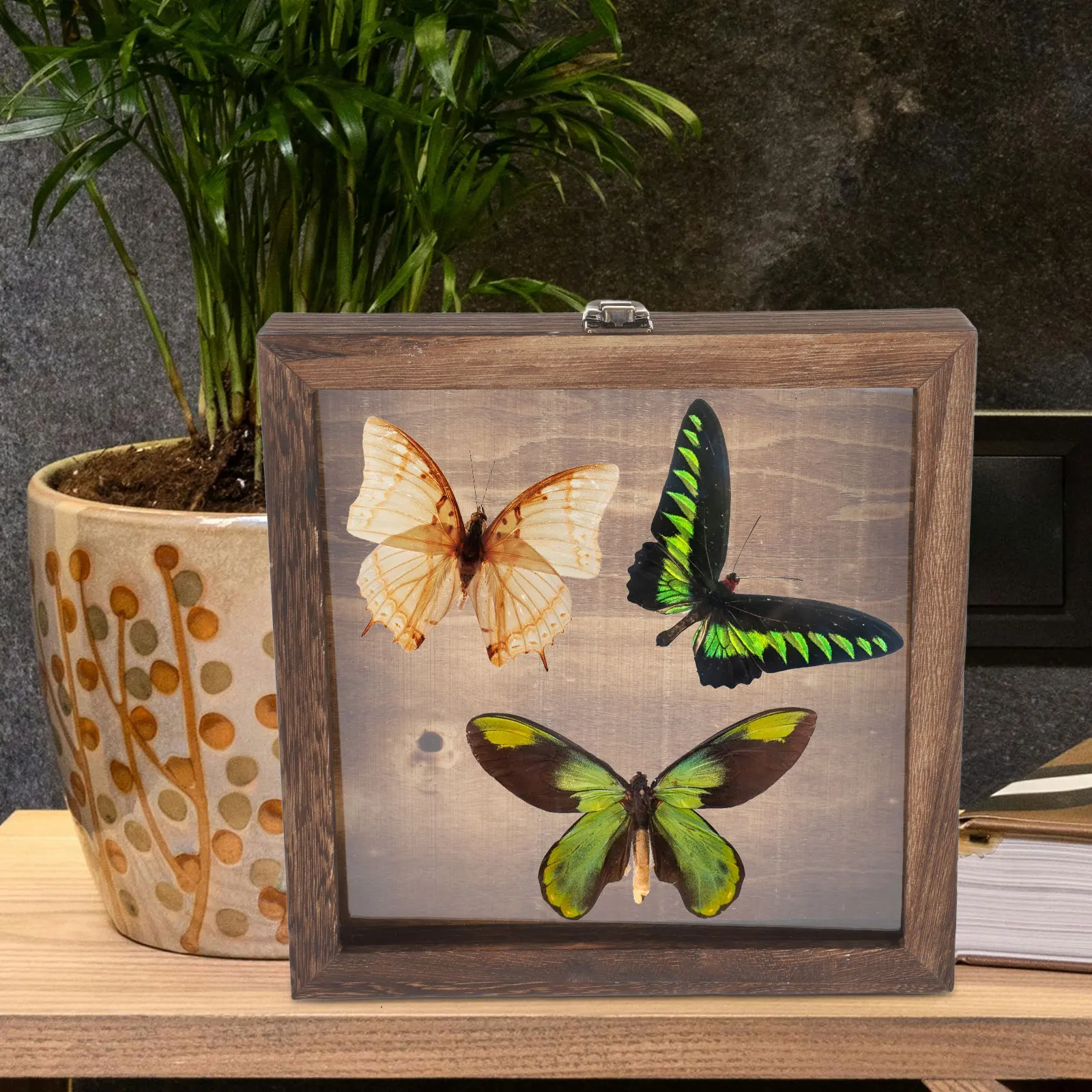 

Solid Wood Insect Specimen Box Dried Flowers Shadowbox Display Case Butterfly Pressed Boxes Storage Wooden Collection