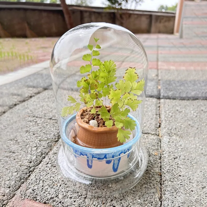

Clear Glass Dome with Air Vent Bell Jar Cloche with Base for Plant Terrarium Display Decorative Tabletop Decor Jar Container