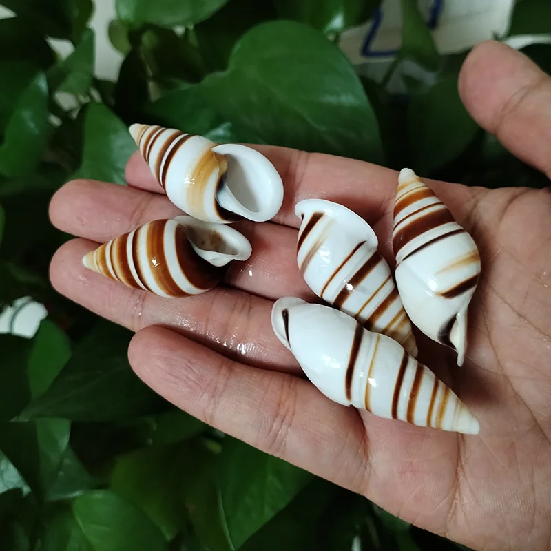 5 PC Natural shell conch snail specimen snail fish tank landscaping aquarium decoration ornaments hermit crab Flea-bite Cone