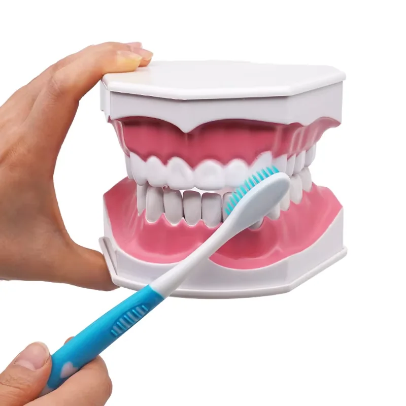 Dental Model Oral Care Teaching Demonstration Model Brushing Flossing Practice Teeth Typodonts Model Dentist Instrument Tools