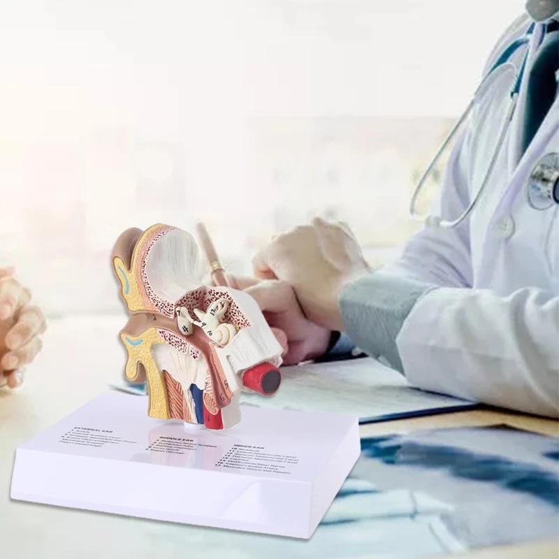 Modèle d'oreille humaine grandeur nature 1.5 fois, fournitures d'enseignement d'anatomie scientifique, affichage d'étude