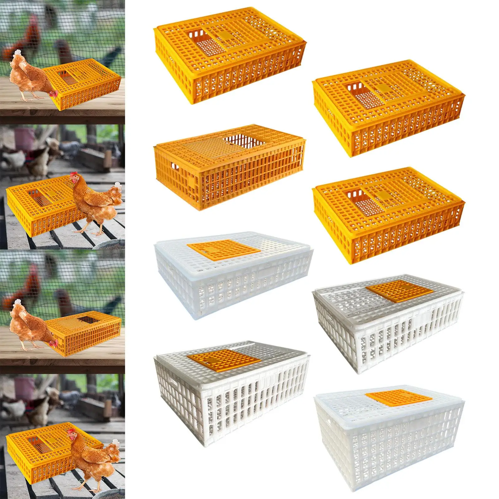 

Poultry Carrier Crate Chicken Crate Transport Box for Hideaway Rutin Chicken