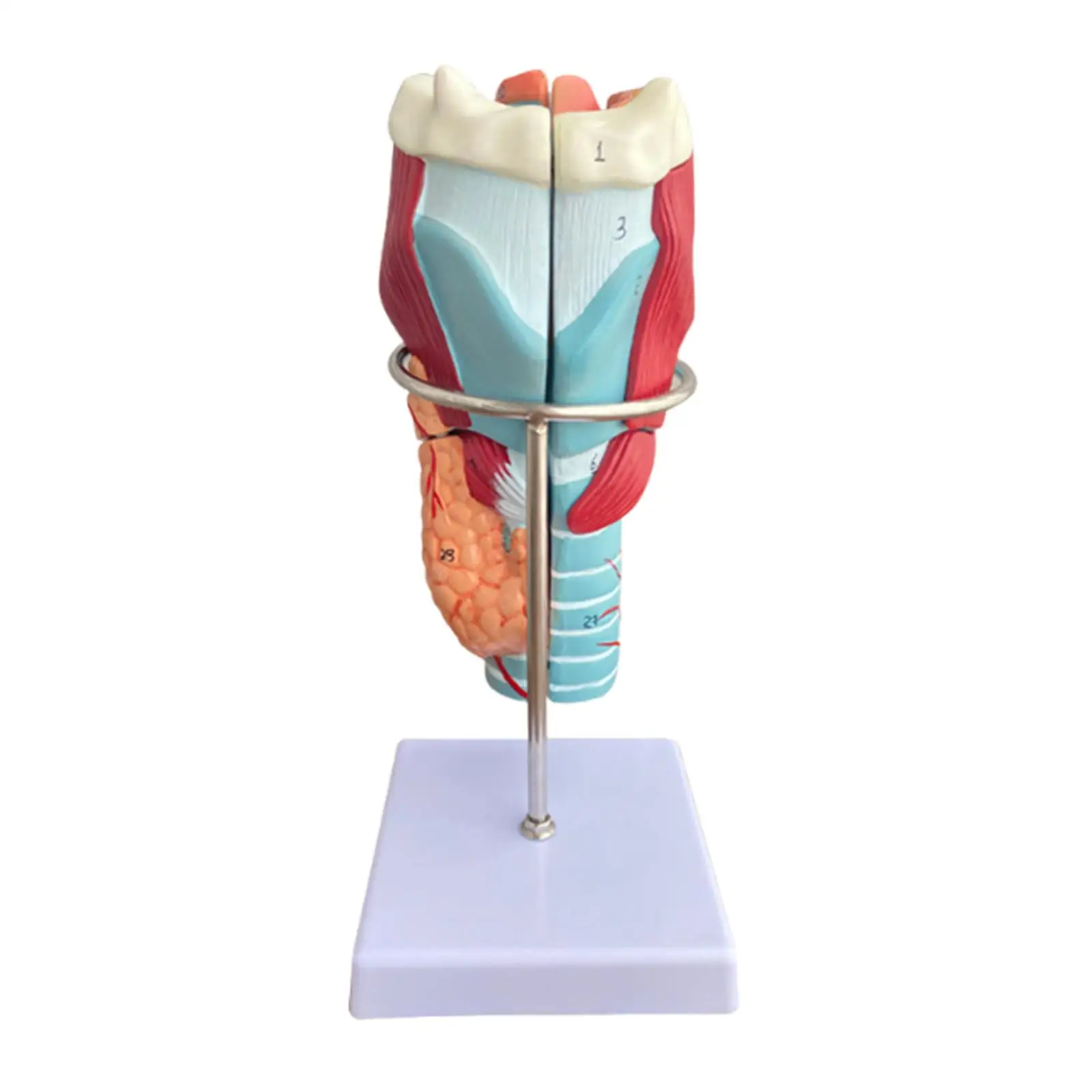 نموذج تشريحي من الحنجرة البشرية 2x قابل للفصل مع أداة تعليمية أساسية لدراسة البحوث في الفصول الدراسية ومدرسة التعلم #2