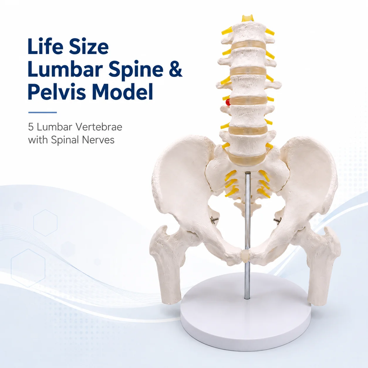 life-size-lumbar-spine-and-pelvis-anatomy-model-5-lumbar-vertebrae-with-spinal-nerves-proximal-femurs-and-base-for-teaching