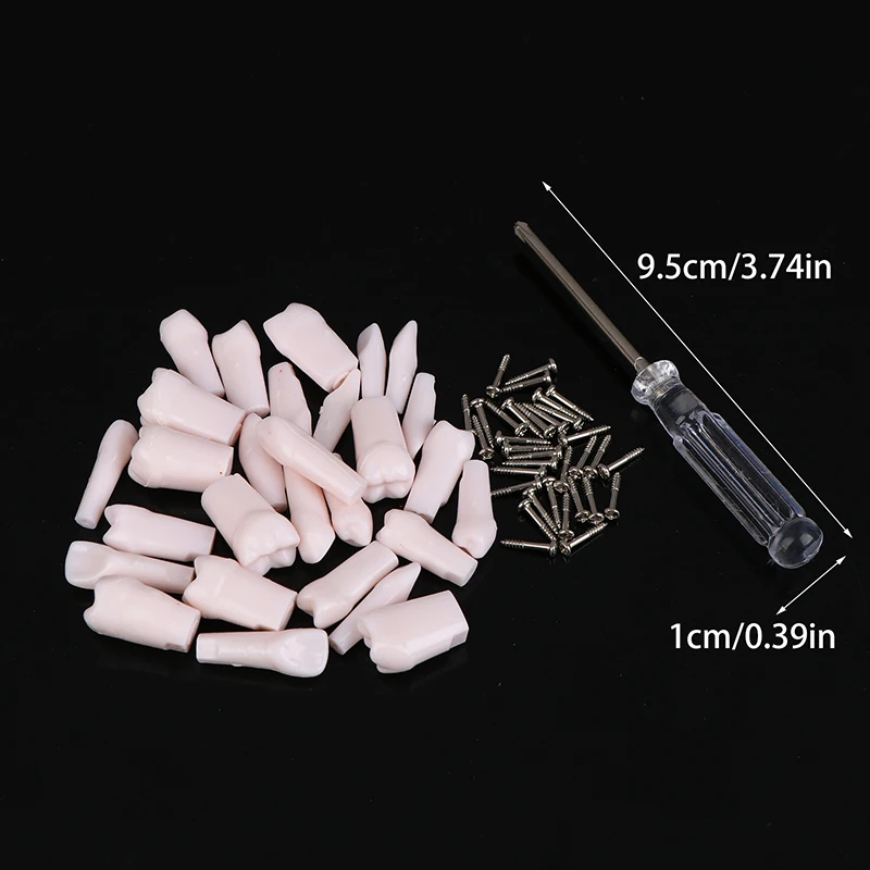 28Pcs Dental Typodont Teeth Replacement Detachable Screw-in Standard Teeth For Dentistry Preparation Training Teach