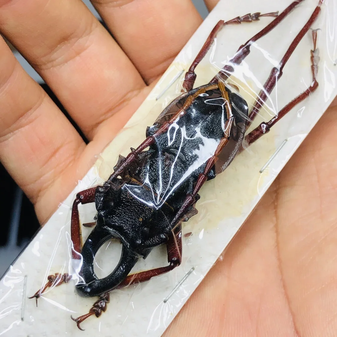 

Didrepanephorus Yunnana Clermonti Specimen Real Beetle Steam Insect Photography Collection Natural Gift Home Decor