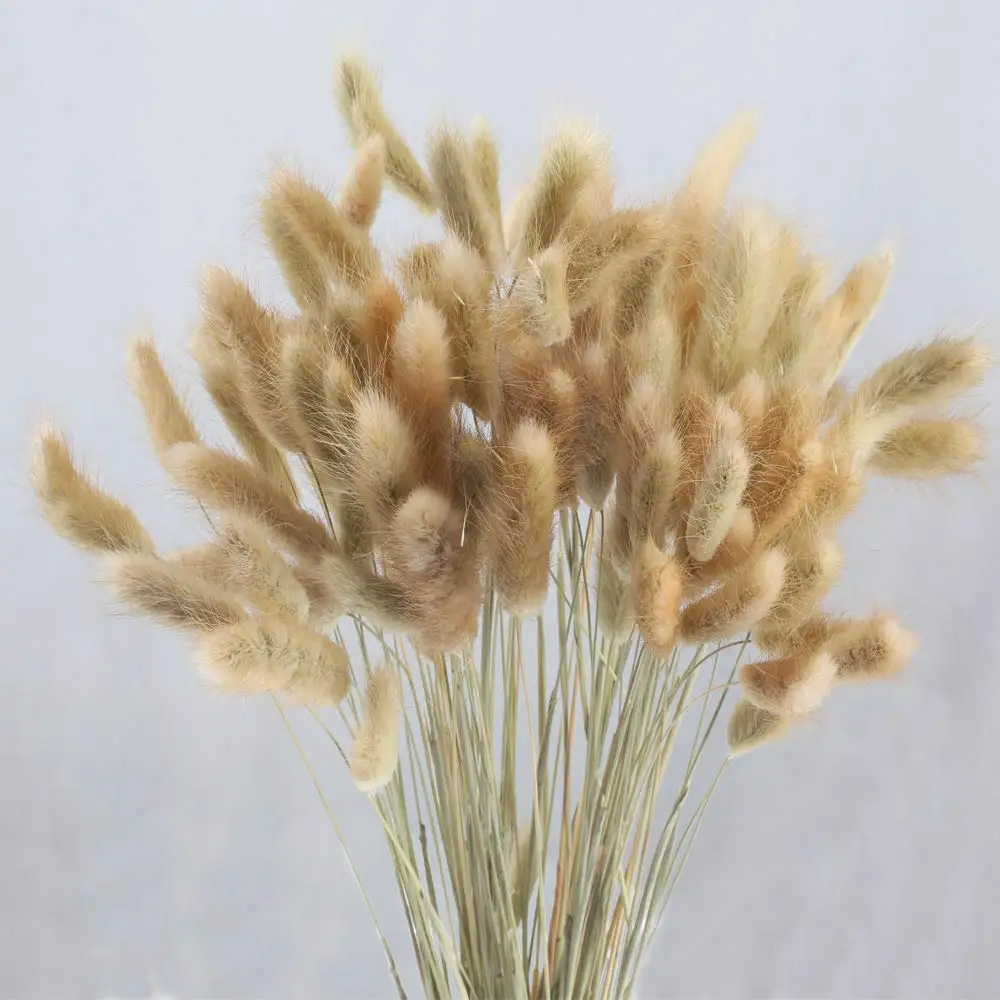 

Natural Bunny Tails Dried Flowers, 50Pcs Dried Lagurus ovatus,Pampas Grass Decor, Dried Floral Arrangements for Wedding Home