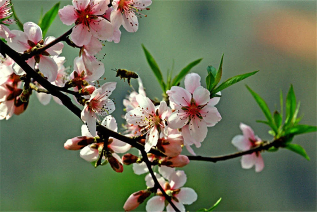 

12/14/17MM Adapter for ARRMA Mojave 4S RC Truck, 1/8 Scale Model Car Tires W219, Arrma HSP HPI Model TruckUpgrade Parts