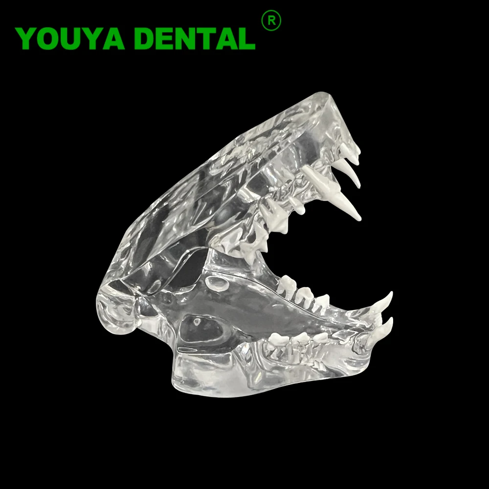 Dental Cat Teeth Model Clear Oral Pet Anatomical Tooth Jaw Model Dentistry Veterinary Teaching Studying Demonstration Products