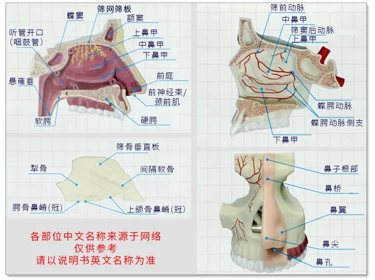 puzzle assembly toys, anatomical models of human nasal organs, medical teaching DIY popular science tools