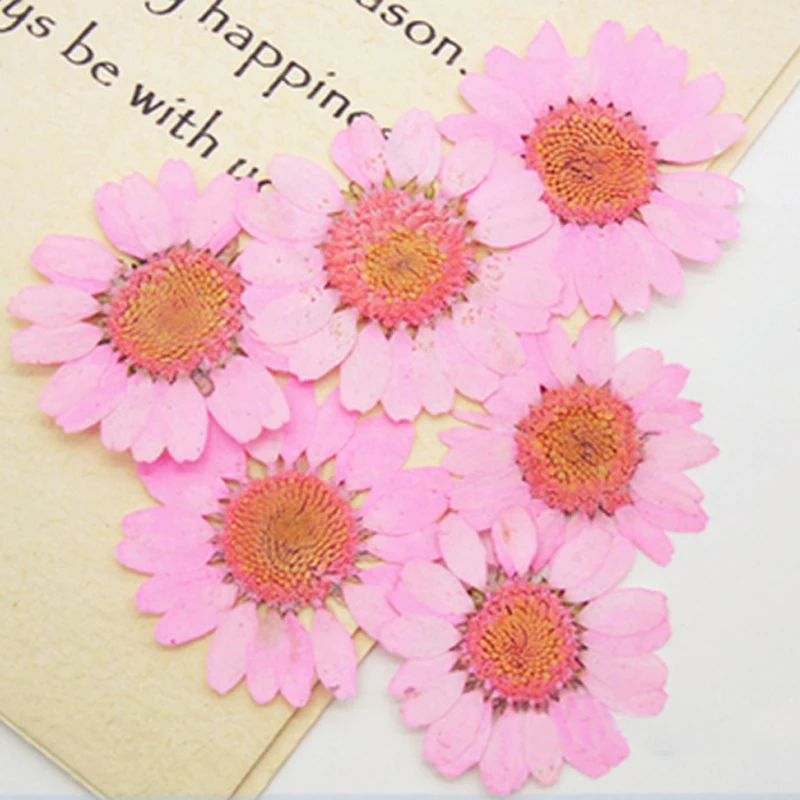 Colorful Medium Chrysanthemum Dried Flower for Bookmark Material, Newest, Free Shipping,120Pcs, 2023