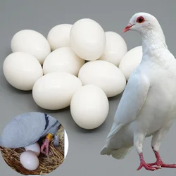 10pc Pigeon False Eggs Filled Plastic Simulation For Hatch Breeding Supplies  False Eggs for Racing Pigeons Breeding Supplie