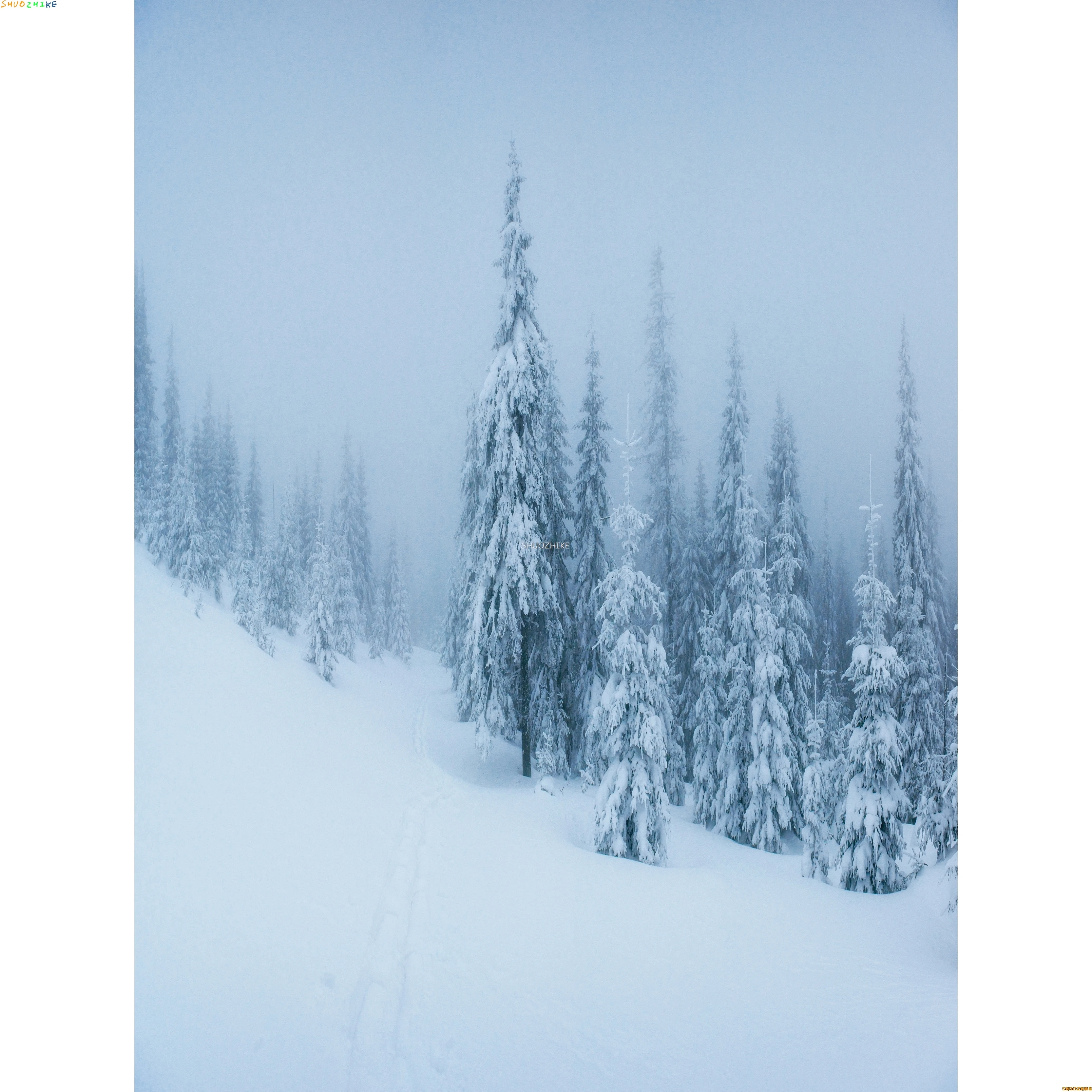 قطرات خلفية للتصوير الفوتوغرافي للغابات الشتوية ، طريق مغطى بالثلوج ، ندف الثلج ، أشجار التنوب ، خلفية الصورة ،