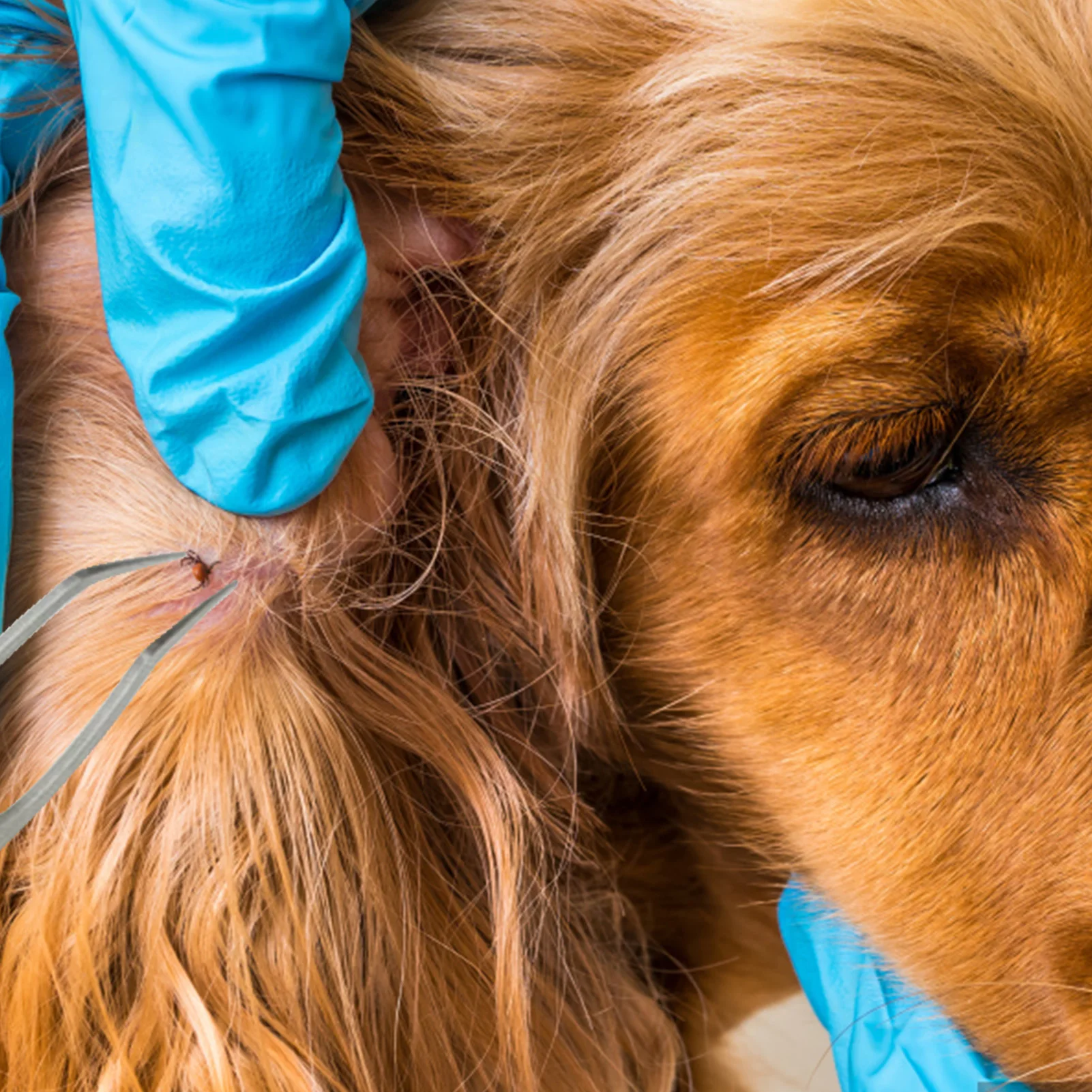 Herramienta profesional 2 en 1 para quitar garrapatas, pinzas para humanos y mascotas, eliminación de pulgas y garrapatas