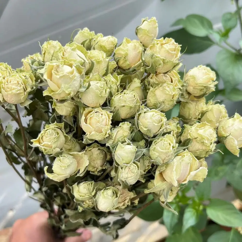 Real Preserved Roses Dried Flower Bunch Natural Flora For Resin Art Crafting DIY Decorative Accents Home Office Ornament