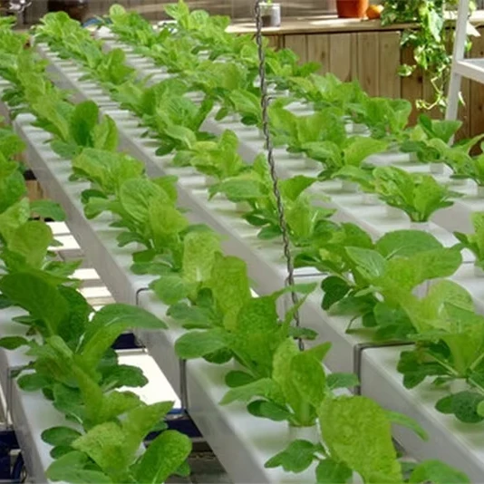 

Customized greenhouseLettuce Leaf Vegetable Horizontal NFT Pipeline Hydroponic Cultivation System Greenhouse with PC Glass Film