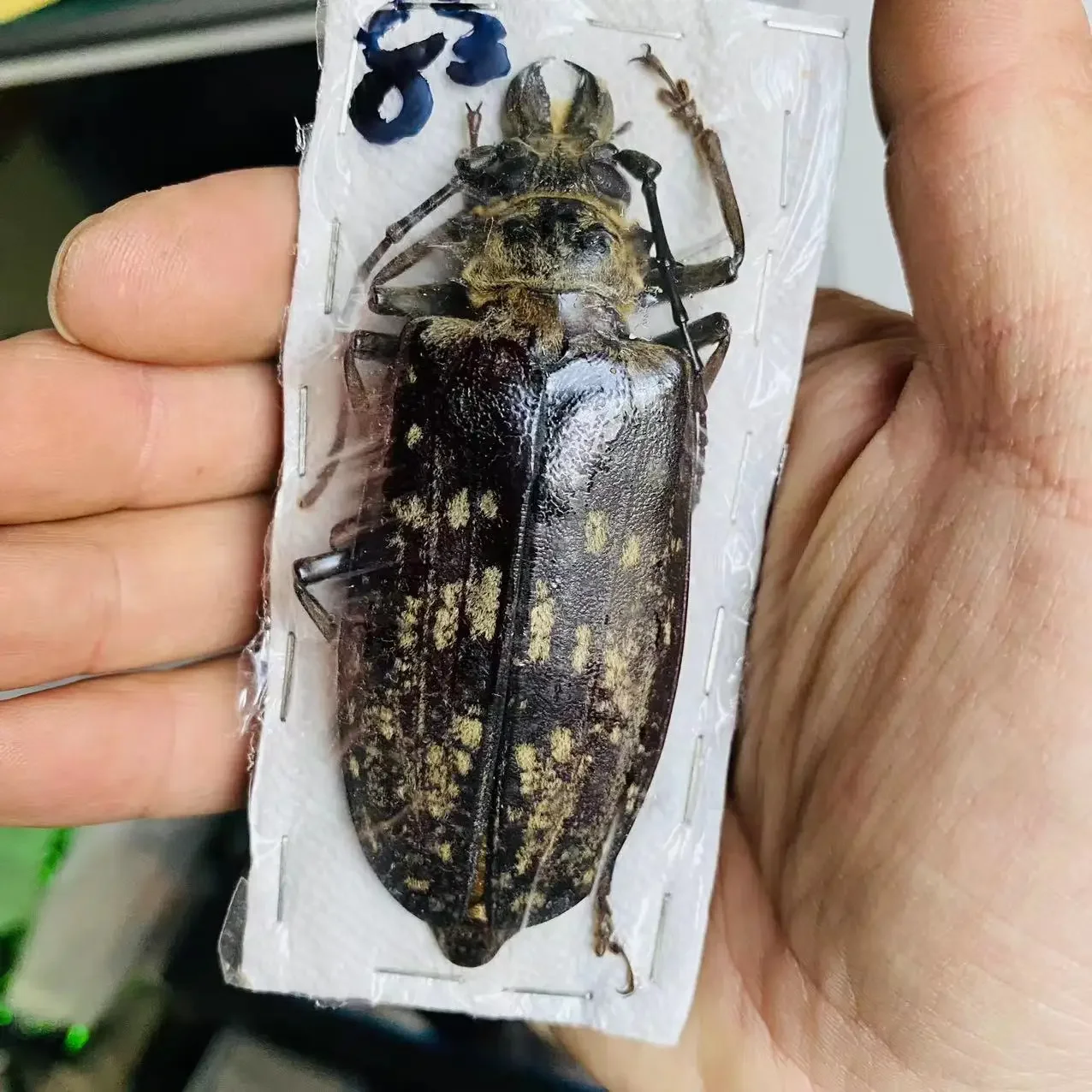 

Real KING CHAFER Giant Specimen Goliathus Albosignatus Kirkianus Beetle Insect Photography Collection Natural Gift Home Decor