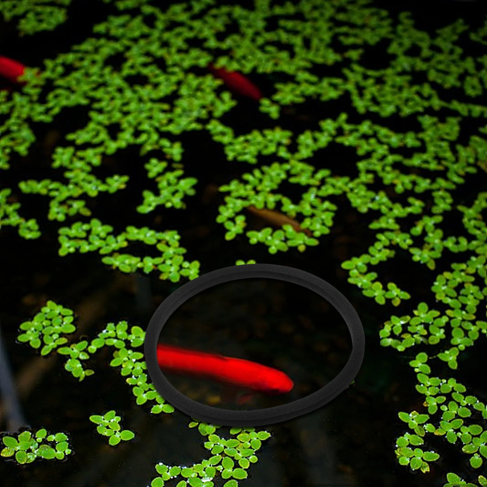 

5Pcs Floating Duckweed Rings Reusable Aquarium Plant Holder for Easy Feeding and Floating Plant Rings