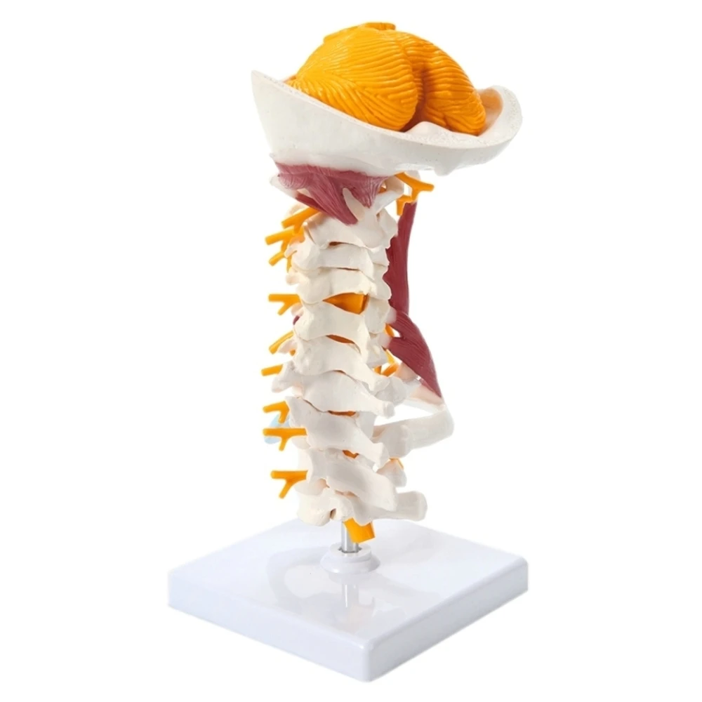 Life-Size Human Anatomy Cervical Vertebrae Vertebral Body Spine Nerve Model Spinal Cord Skeleton Educational Anatomy Model