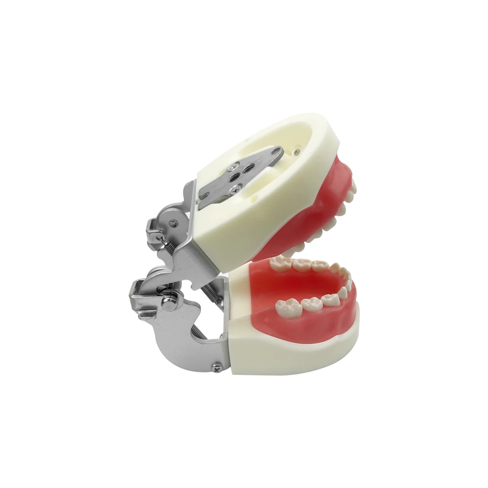 

Kids Teeth Model With 24pcs Removable Resin Teeth Practice Teaching Gum Teeth Jaw Model Dentist Practice Demonstration Tools