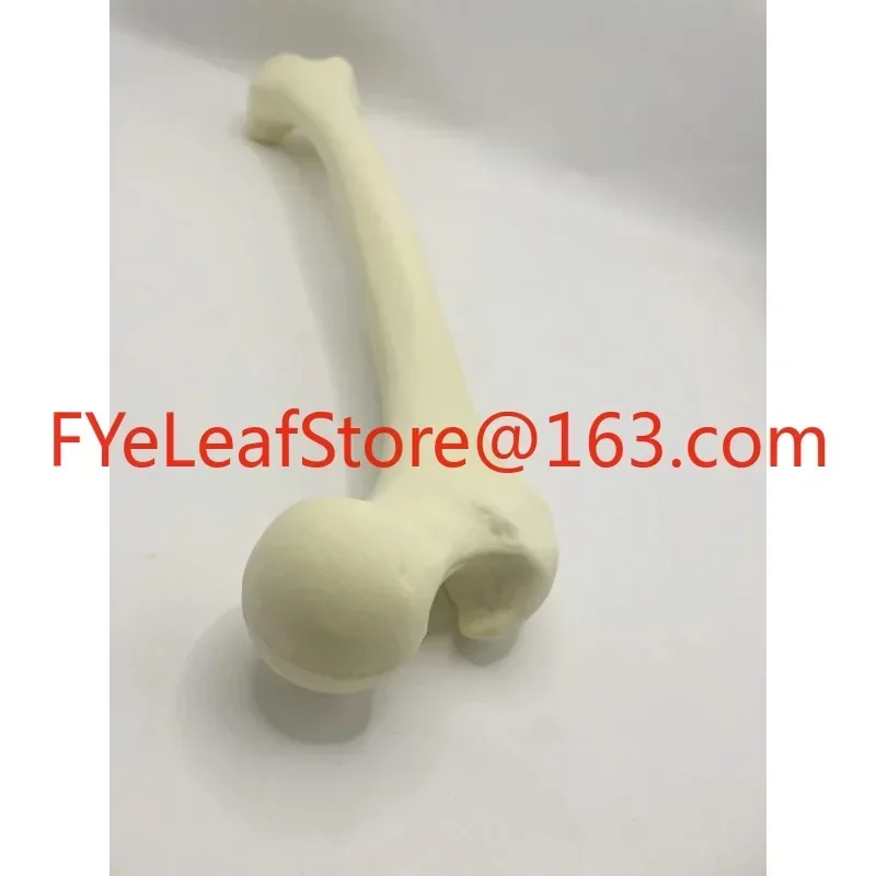 Simulated Bone of Femur Sawbones Pseudobone Workshop Preoperative Practical Training Exercise Human thigh-bone skeleton.