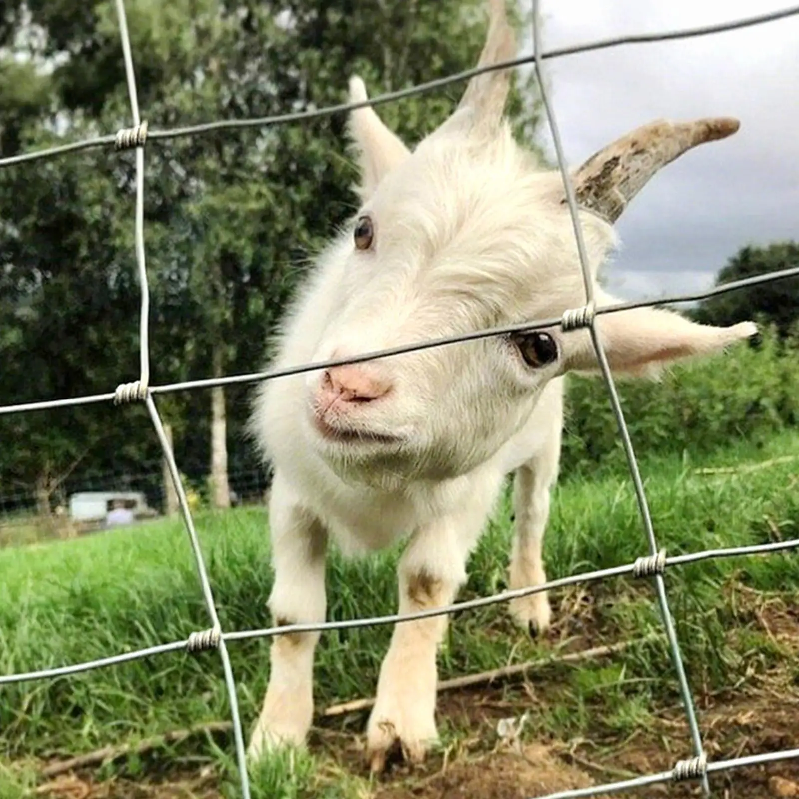 

Ограждение из оцинкованной стальной проволоки, модульная конструкция, барьер для животных, ограждение с усовершенствованным плетением для защиты сада и двора