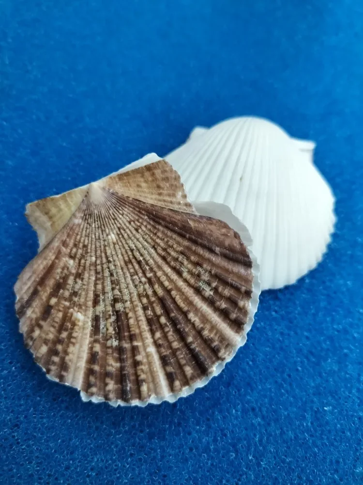 Mediterranean Style Flower Scallop Sea Shells Natural Color Marine Ocean Fish Landscape Home Decor