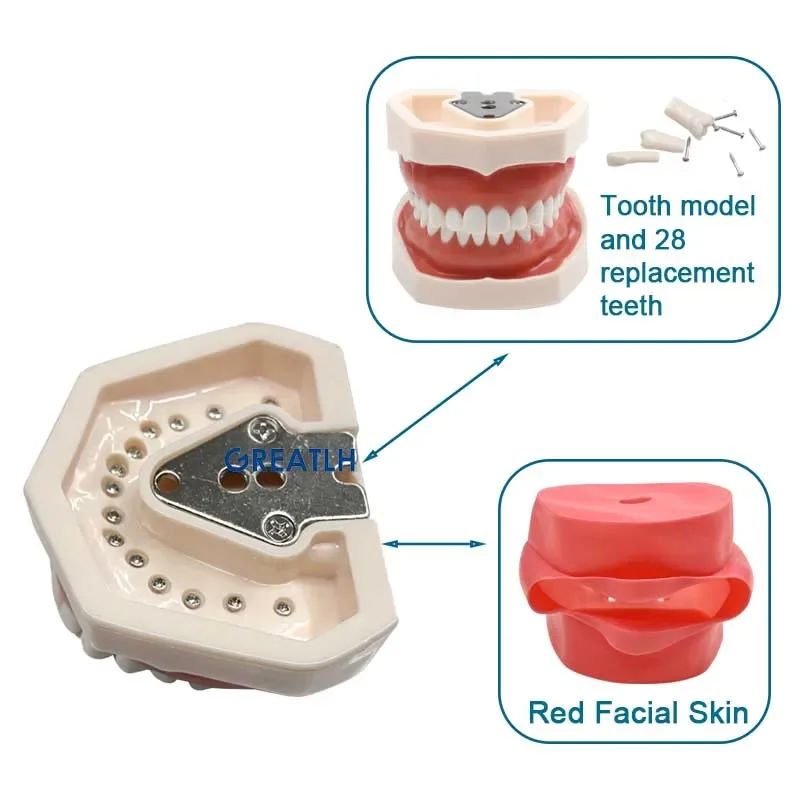 Symulator Phantom głowa Model dentystyczny prosty narzędzie stomatologiczne głowa Model