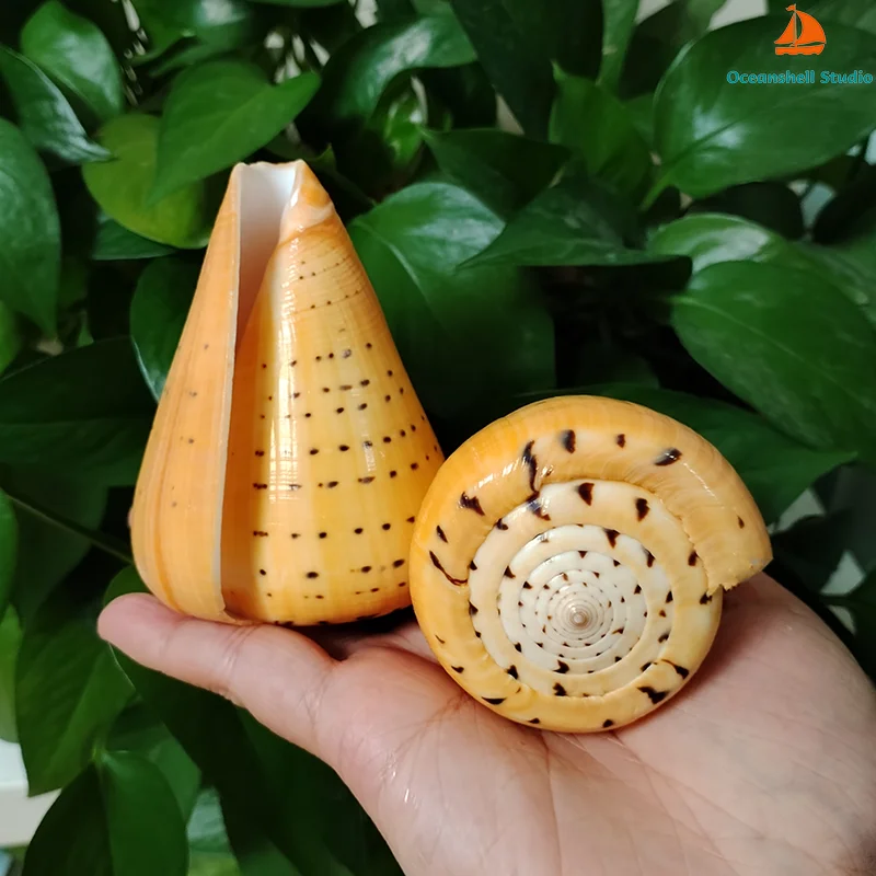 Large Yellow Cone Shell Huge Natural Ivory Conus Seashell Conch Wedding Furnishing DIY Pieces Gift Fish Tank Decoration Specimen