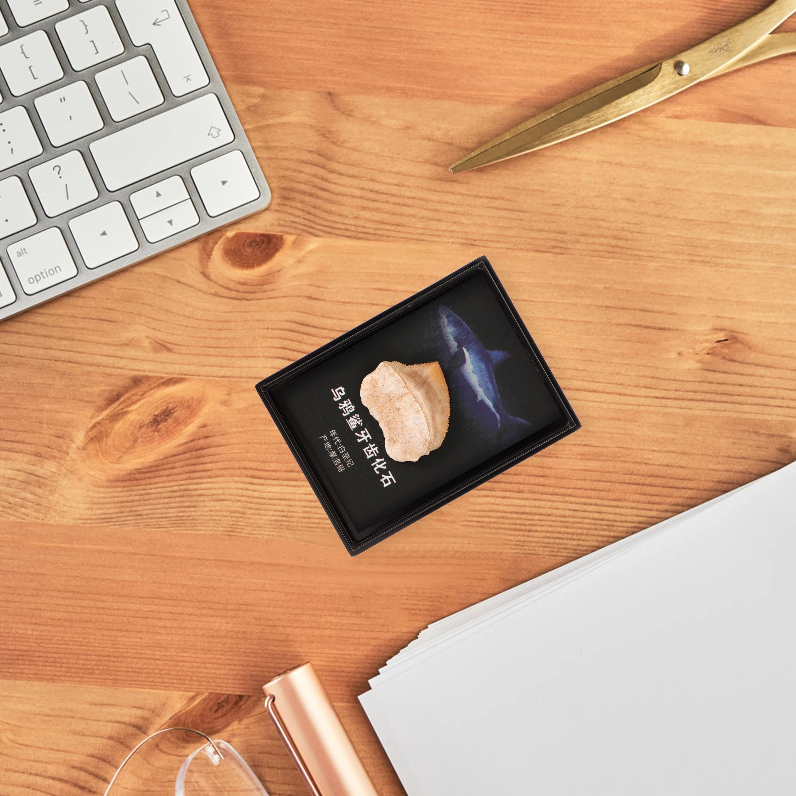 

Fossilized Specimen Box Paleontology Teaching Collection Unique Shape Texture Geological Science Gifts Decor