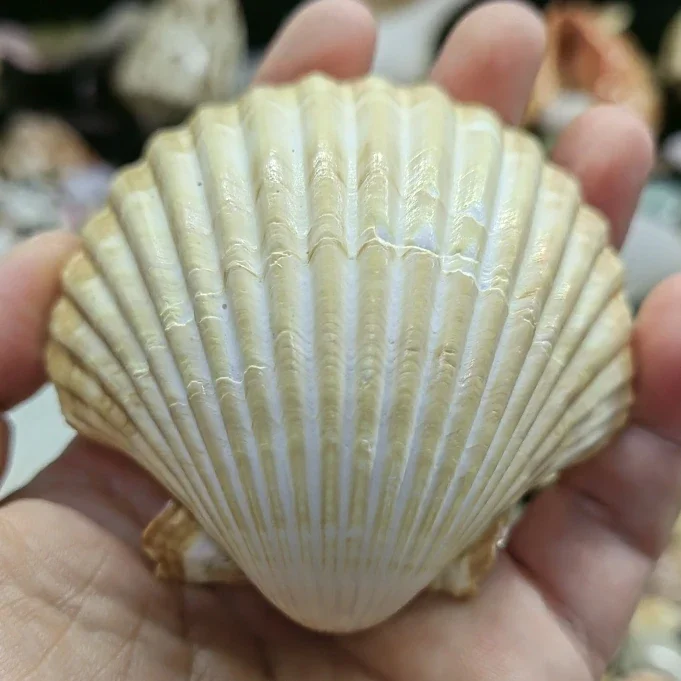 10pcs/lot Natural White Scallop Decoration Mediterranean Large Marine Big Beige Shells Aquarium Fish Landscape Sea Decorations