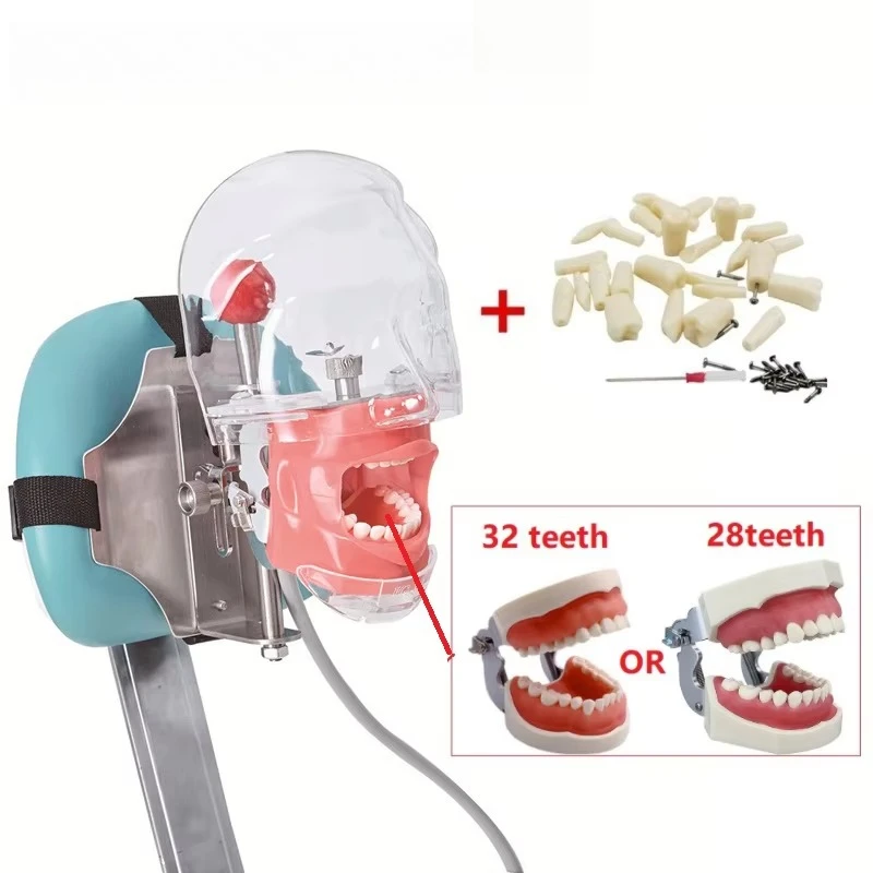 Phantom Dental Simulator Simple Head Model With Teeth For Dentist Teaching Practice Tool Dentistry Demonstration Equipment