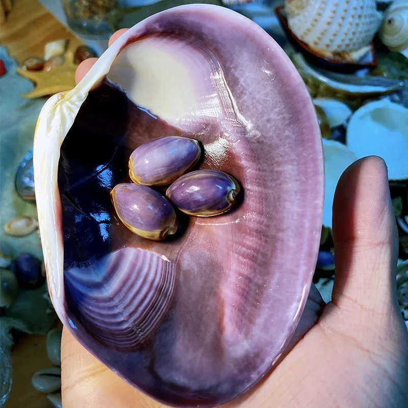 Extra Large Purple Clam Shell 10-12 Cm Shell and Conch Collection Specimen