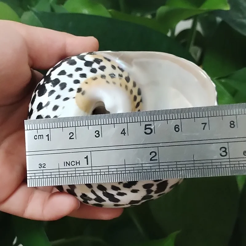 1 PC Polished Magpie Turbo Shell Black Jade Hermit Crab Seashells Crustacean Aquarium Fish Tank Landscaping Ornament Conch Gift