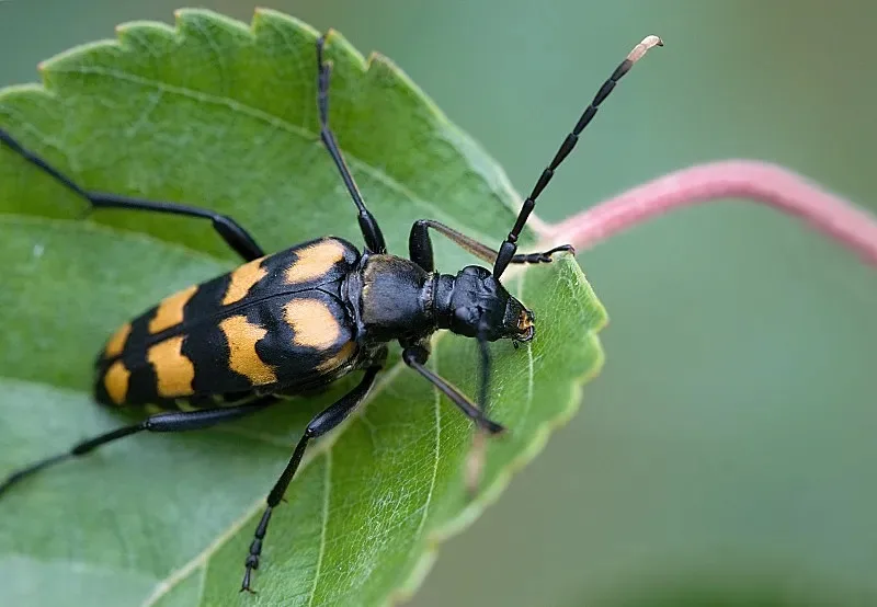 

1 шт. алюминиевый сплав 1/1.25/1.5/1.75/2 дюйма 25T рулевой рычаг/сервопривод для радиоуправляемых моделей самолетов и автомобилей