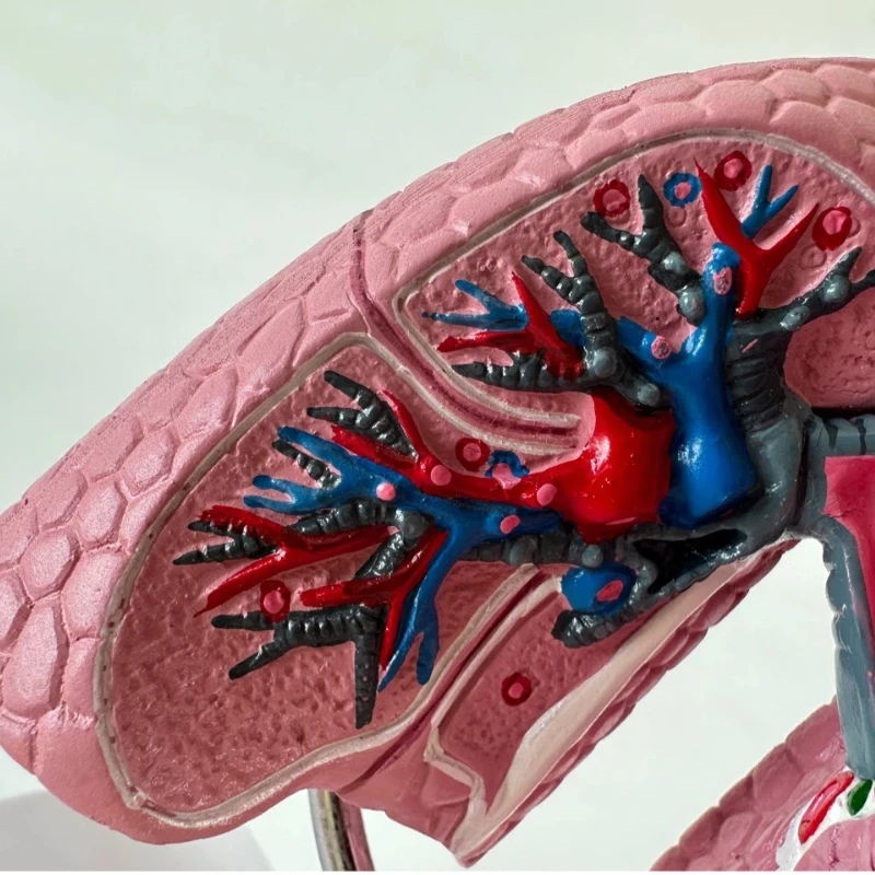 Model ludzkiej jamy nosowej, gardła, układu oddechowego, anatomia bronchialna i alweolarna, płuc, układu naczyniowego, narzędzie do nauczania medycyny.