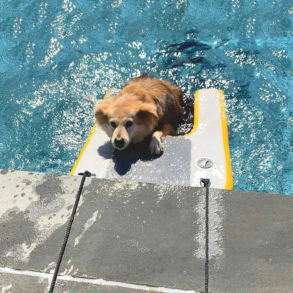 inflatable Pup Plank Dog Float Floating Ramp Ladder For Pools Boats Docks