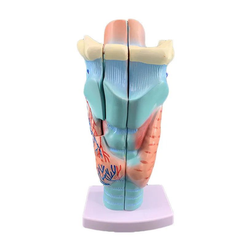 Throat Model Throat Anatomy 2 Times Enlargement Specimen Throat Bloods Vessels Thyroid Adam's Head Hospital Teaching Model