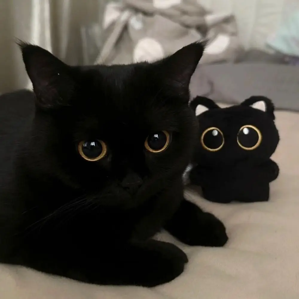 Simpatico portachiavi con bambola di peluche, decorazioni per il desktop, portachiavi con gatto dei cartoni animati, ciondolo per bambole regalo nero