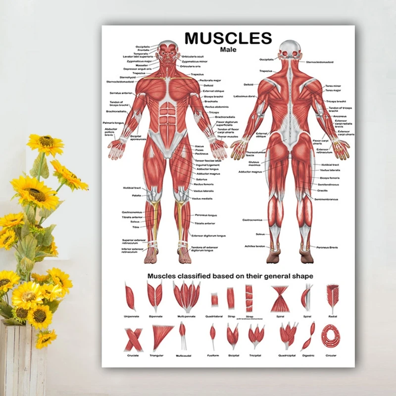 Profesjonalny układ mięśniowy człowieka Wykres anatomiczny Anatomia mięśni ludzkich Plakat na wykład edukacyjny 19,69 x 27,56 cala