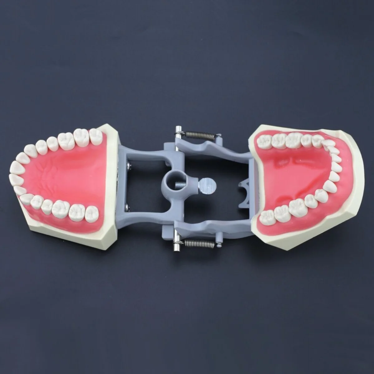 Columbia Dentoform 860 typ Dental Typodont Model 32 szt. Wymienne zęby