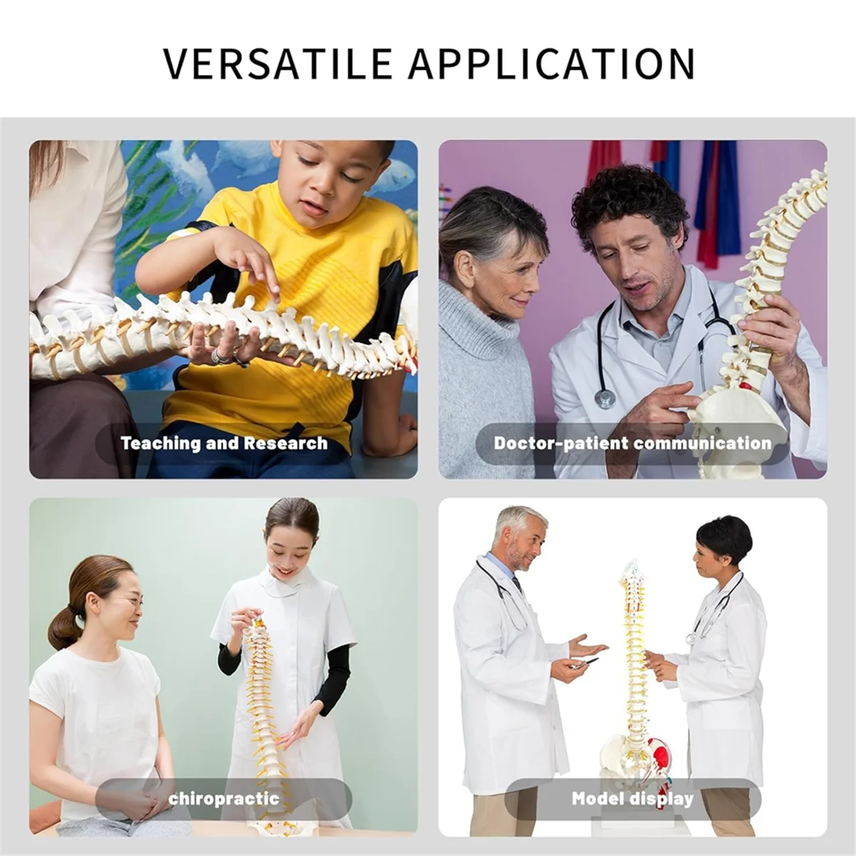 

B53CC Spine Model for Anatomy, Arteries, Lumbar Column,Pelvic Girdle Femur with Stand for Science Study or Patient Education