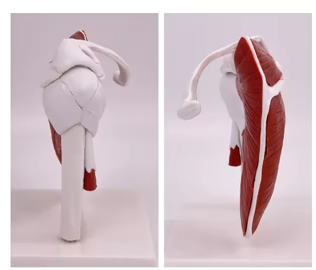 Knee training Human skeleton Knee training Medical anatomy model