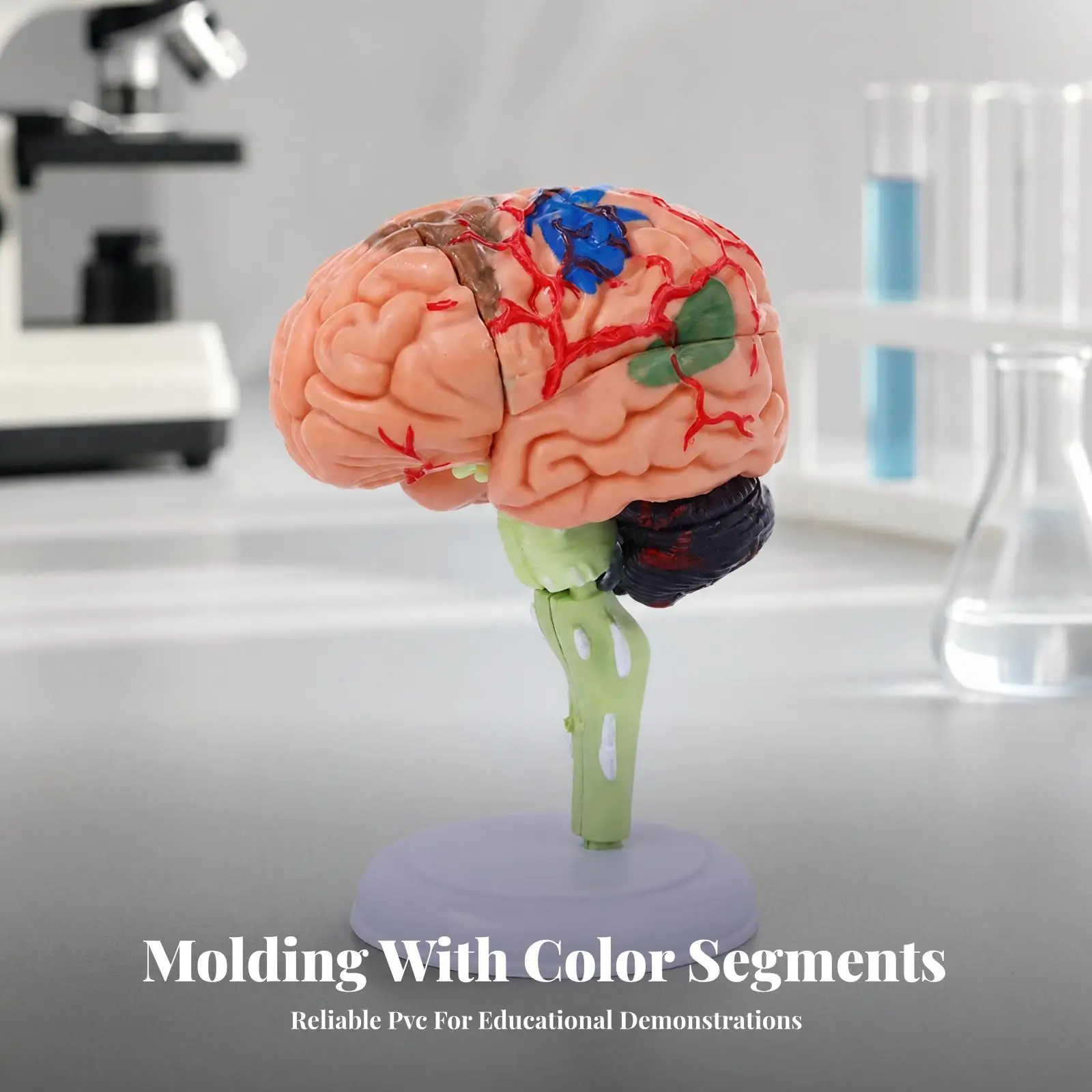 Brain Anatomy Teaching Ai PVC Structure Model for Hands on Learning and Visual Study in Classroom Demonstration